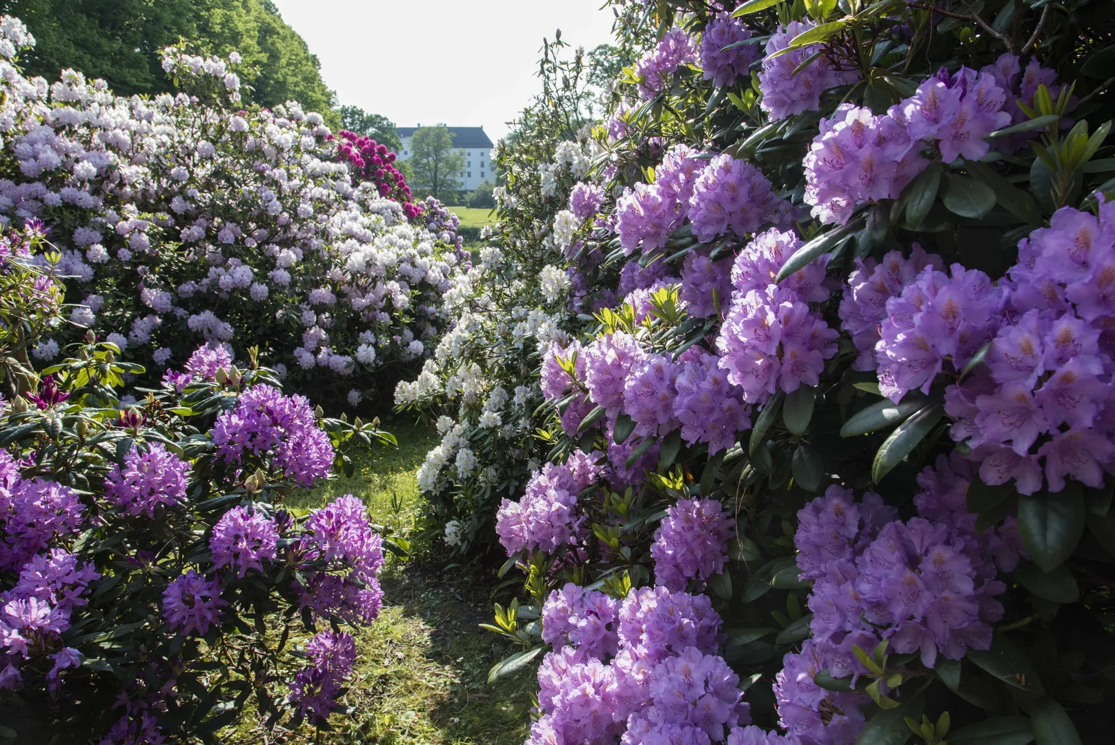 Rhododendrontur med frokostanretning